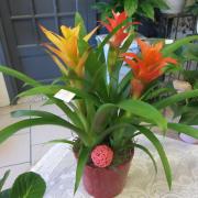 plantes PL01